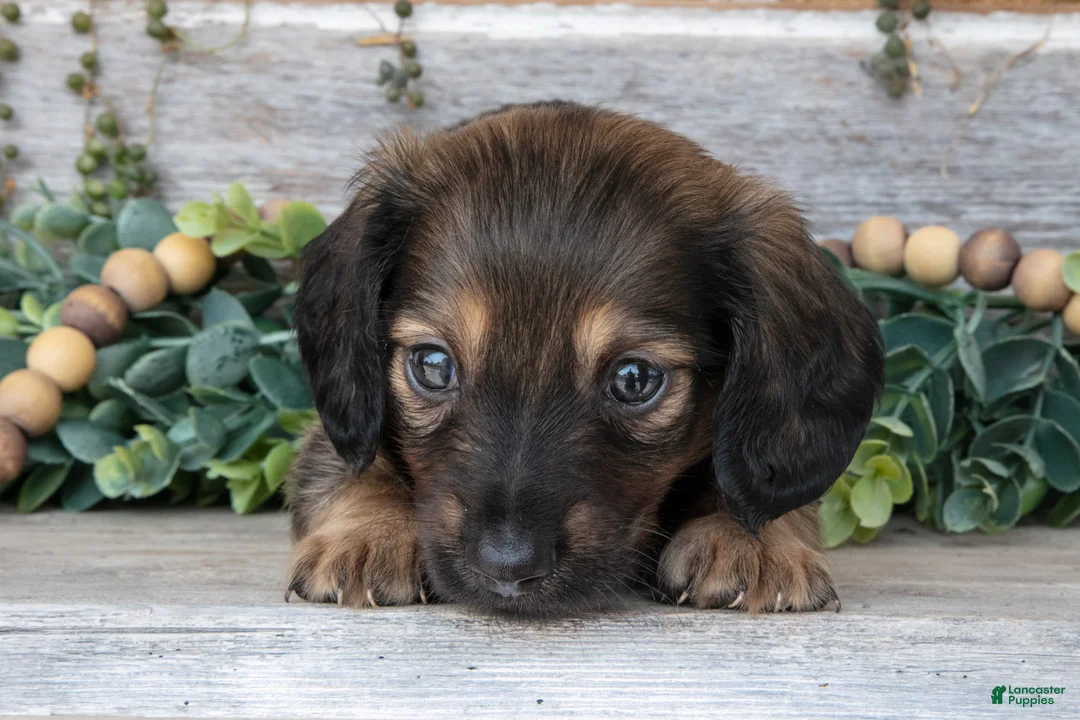 Miniature Dachshund dogs for sale: Tristian - Ad 3