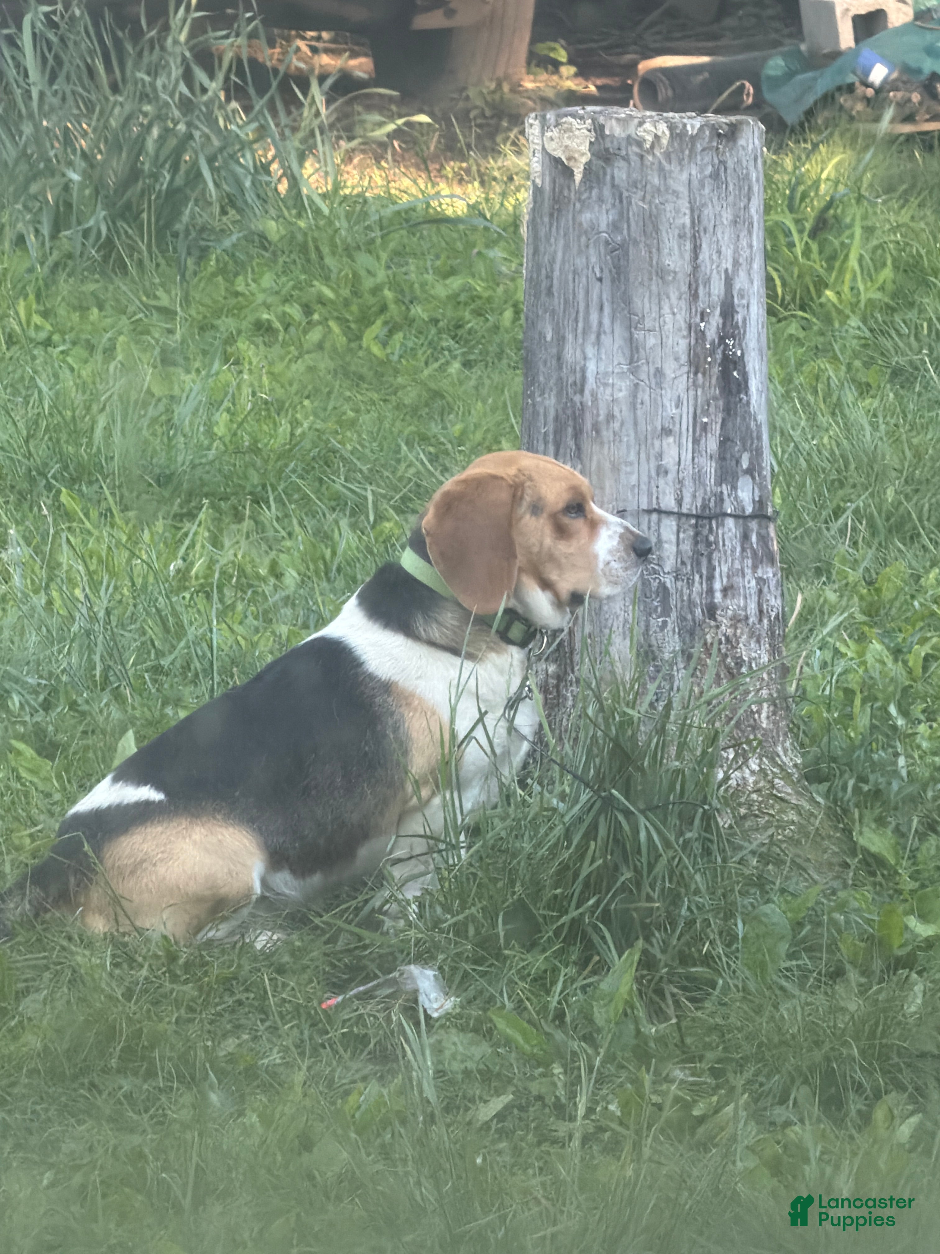Mac