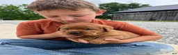 Labrador Retriever dogs for sale: Labrador Retriever 1 - Ad 3