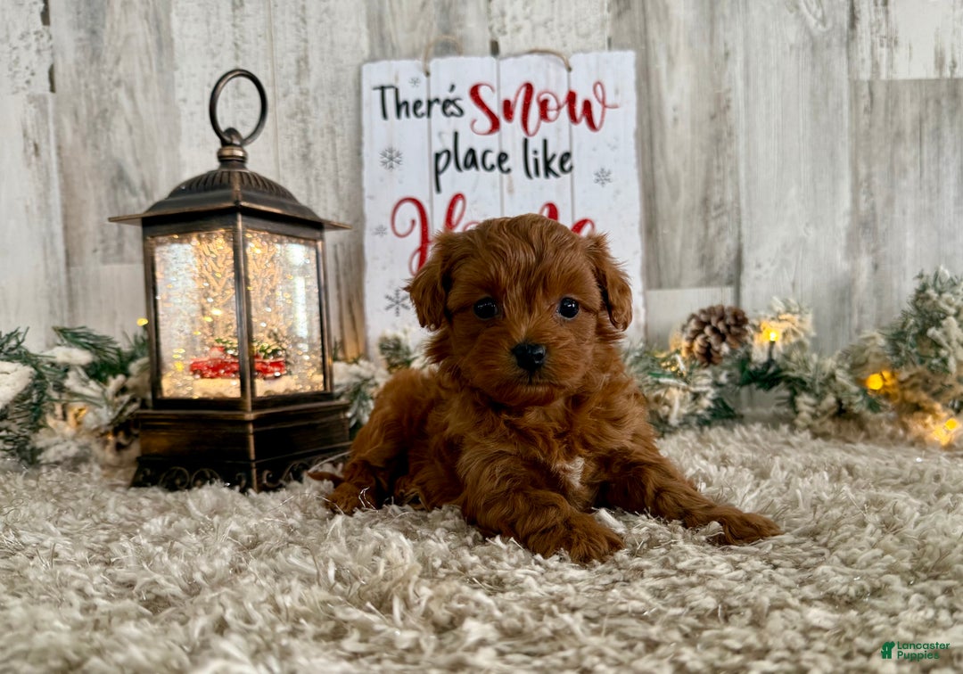 Maltipoo dogs for sale: Roxy - Ad 1