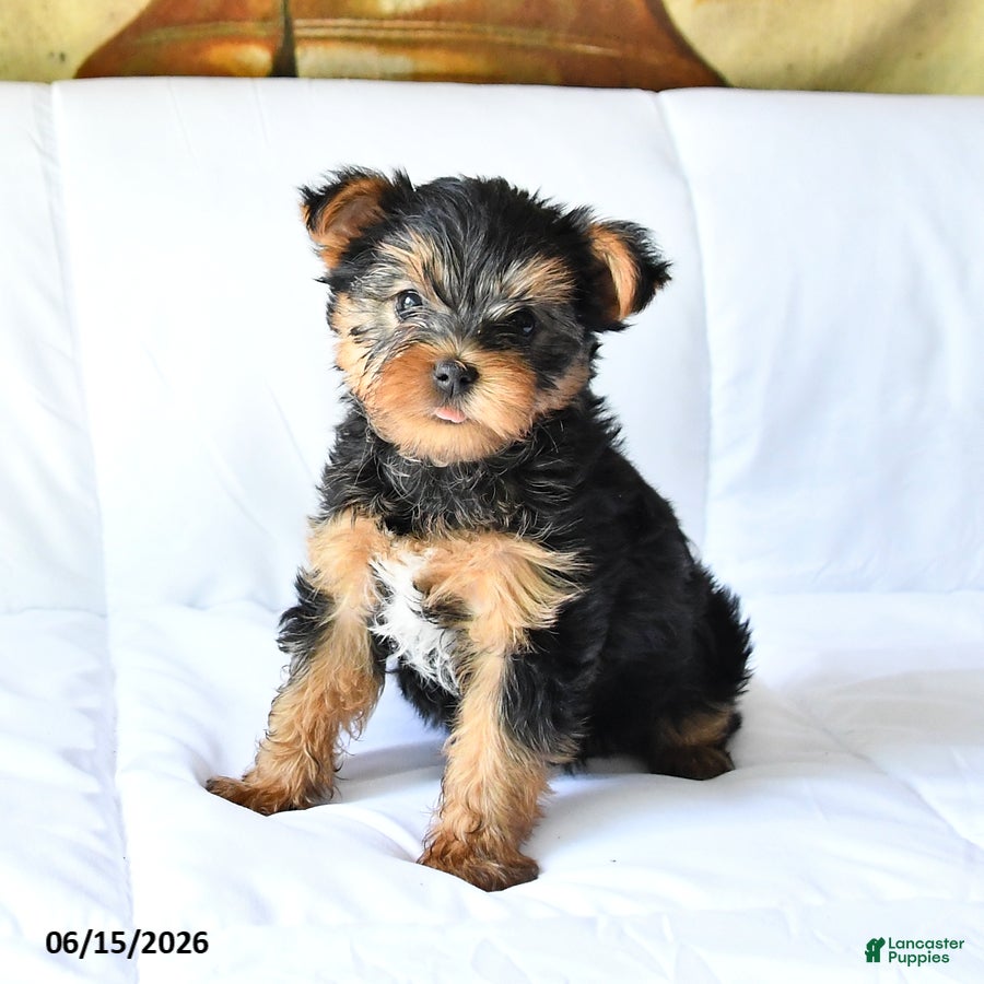 Yorkshire Terrier dogs Axle - Ad 1