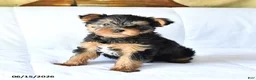 Yorkshire Terrier dogs for sale: Axle - Ad 1
