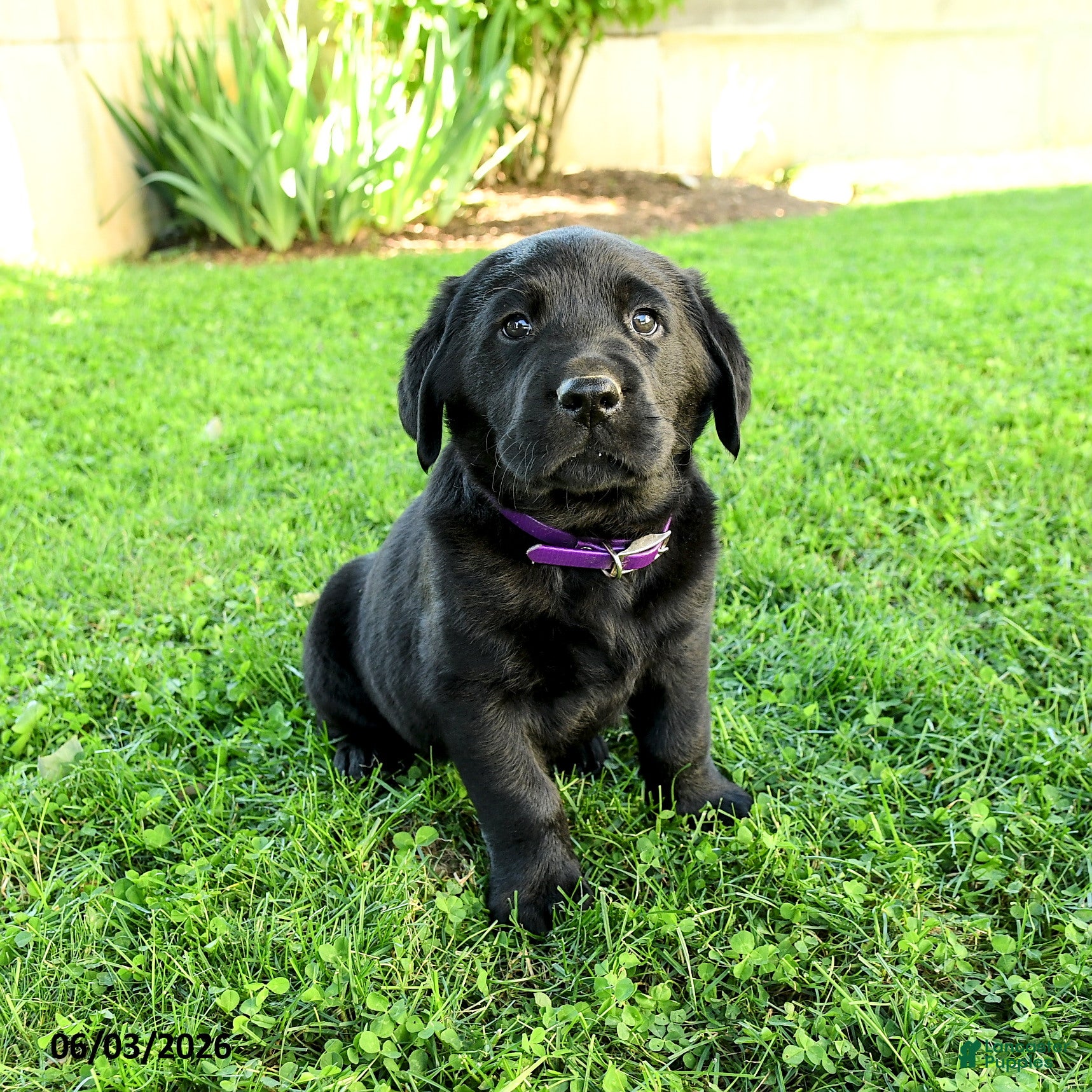 Labrador Retriever dogs Alexander - Ad 1
