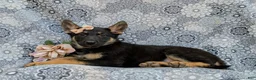 German Shepherd dogs for sale: Rylee - Ad 4
