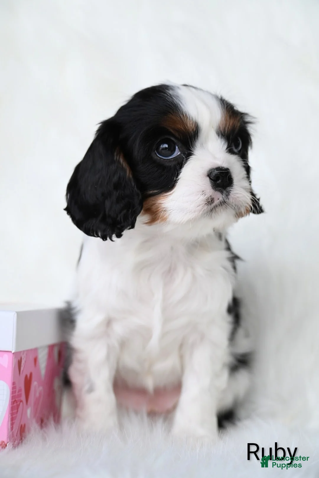 Cavalier King Charles Spaniel dogs for sale: Ruby - Ad 2