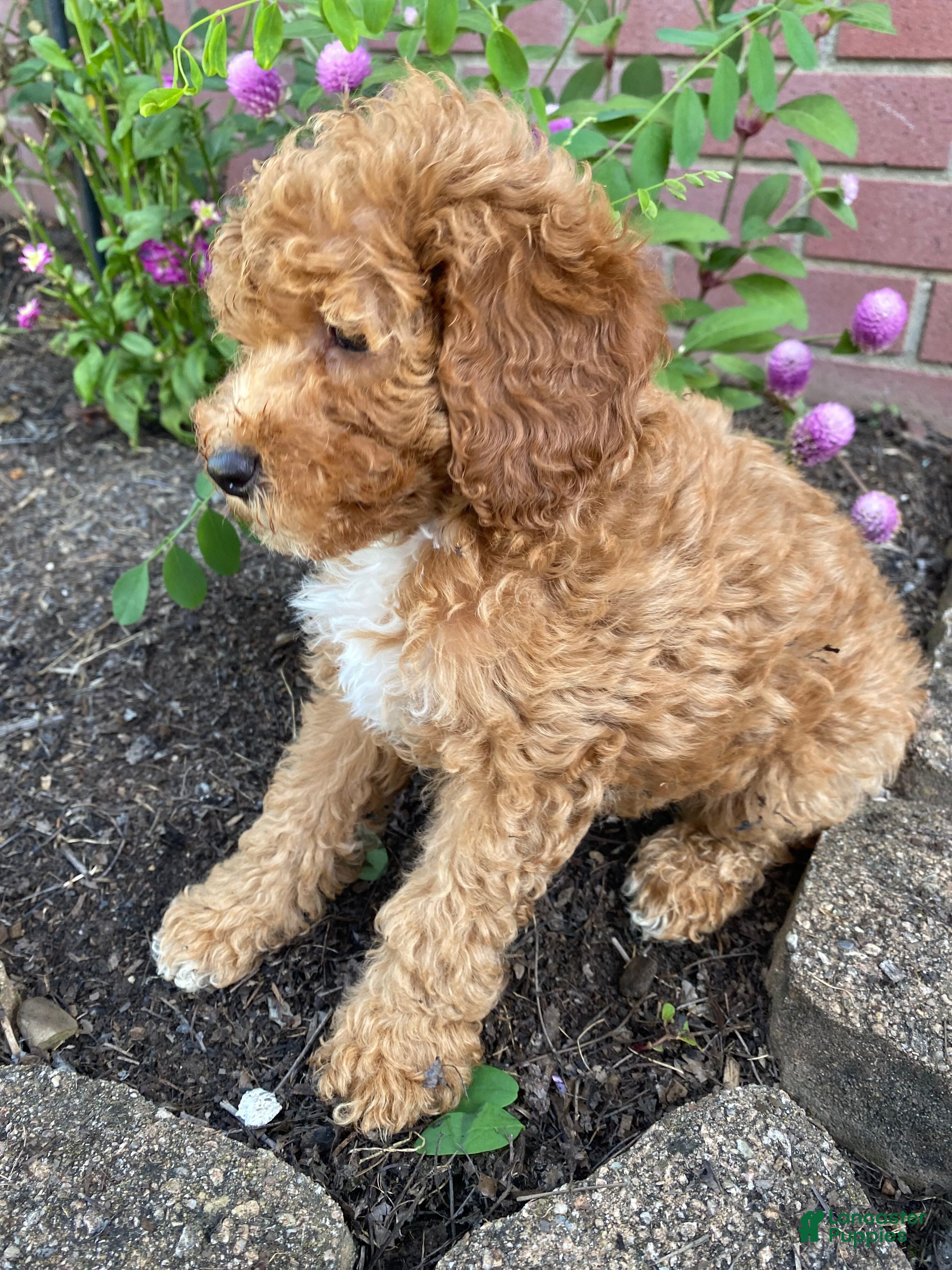Miniature Poodle dogs Hazel - Ad 2