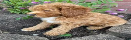 Miniature Poodle dogs for sale: Hazel - Ad 2
