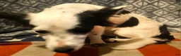 Chihuahua dogs for sale: Elmo (Fully Trained) - Ad 13