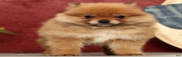 Pomeranian dogs for sale: Oscar - Ad 3