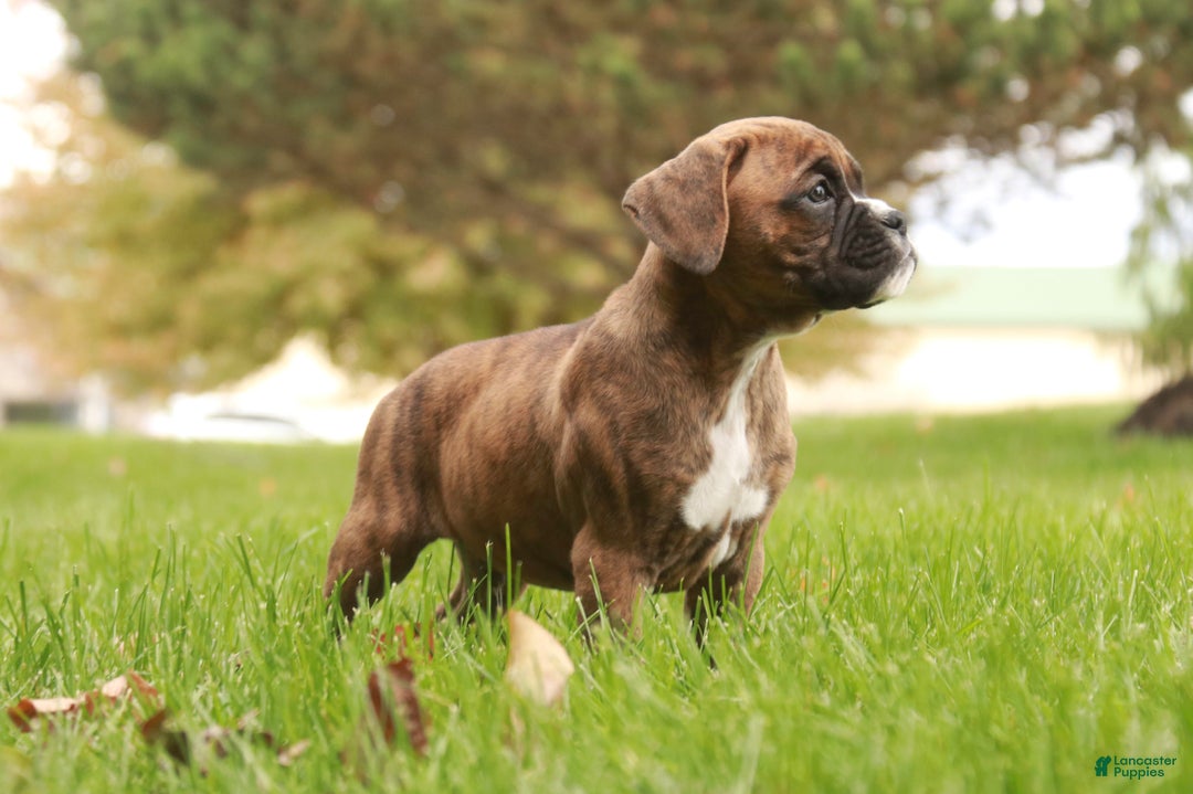 Boxer dogs for sale: Flint - Ad 6