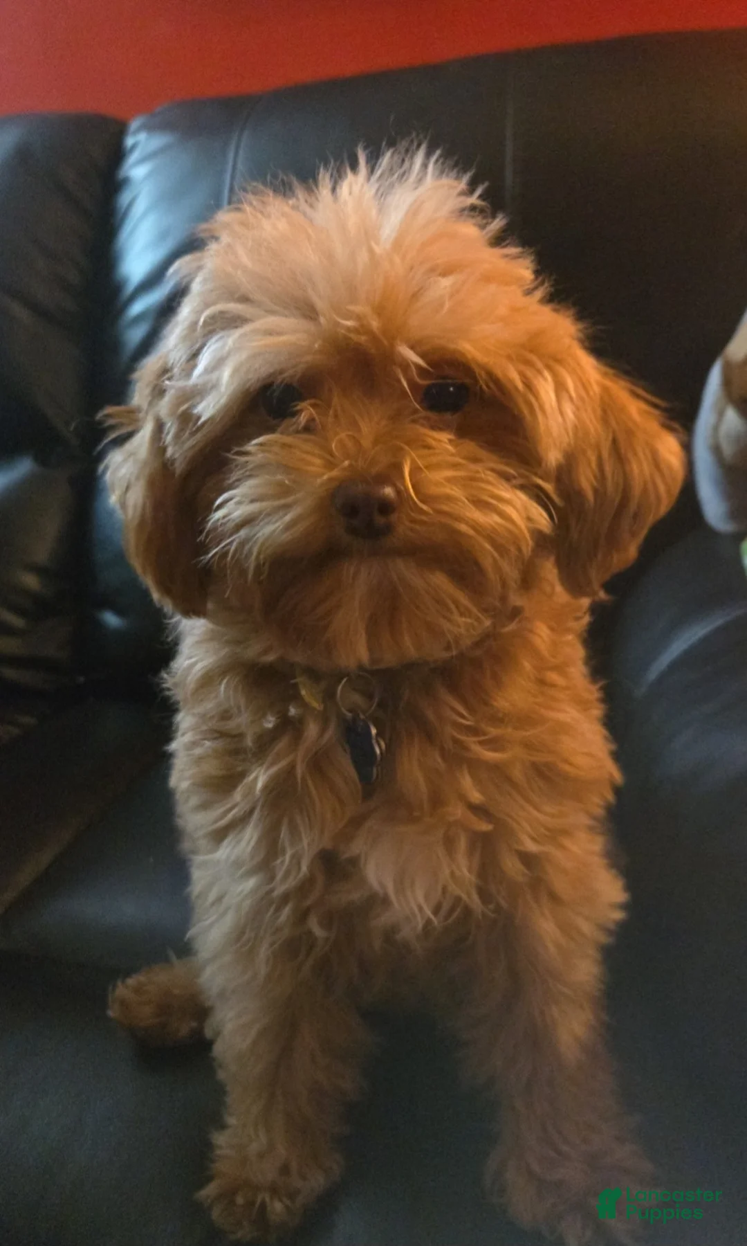 Havapoo dogs for sale: Havapoo Puppy 1 - Ad 3