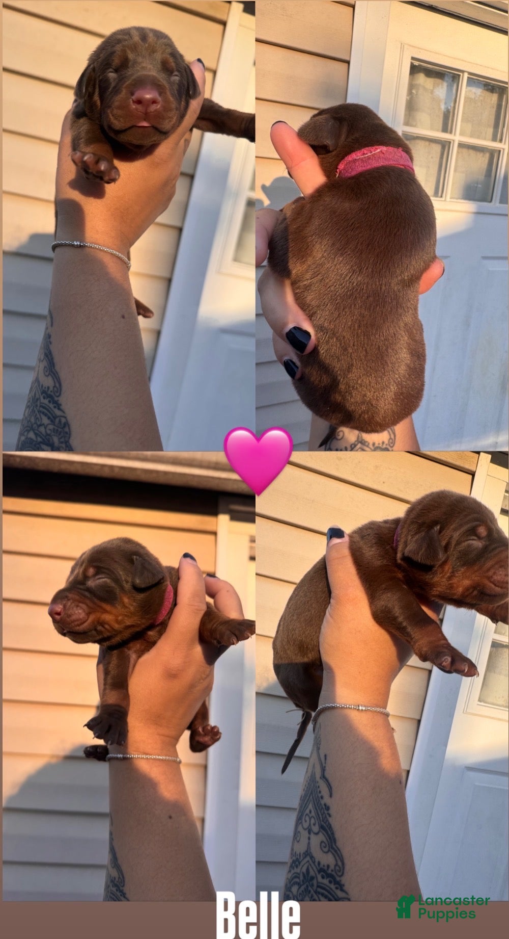 Doberman Pinscher dogs Doberman Pinscher 4 - Ad 4
