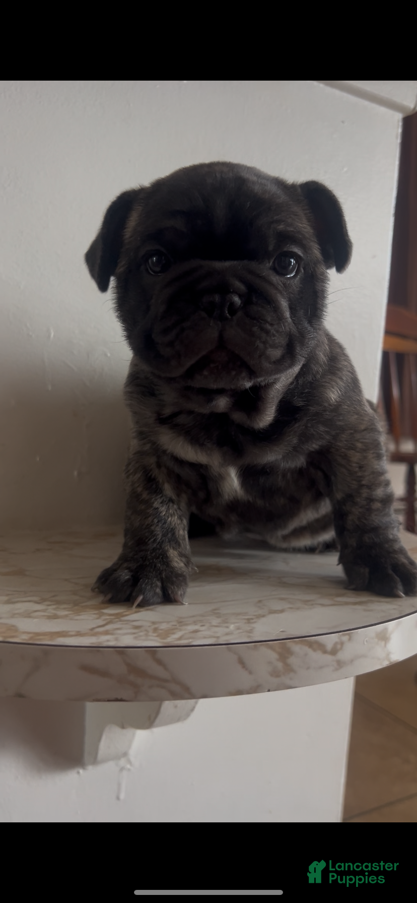 French Bulldog dogs French Bulldog Puppy 5 - Ad 17