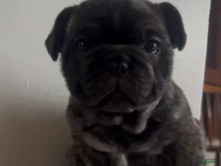 French Bulldog dogs French Bulldog Puppy 5 - Ad 17