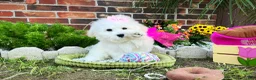 Maltese dogs for sale: Princess - Ad 2