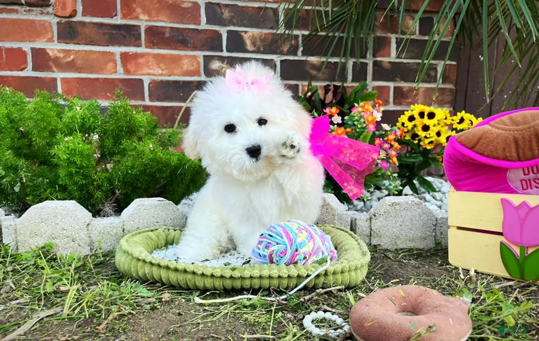 Maltese dogs for sale: Princess - Ad 2