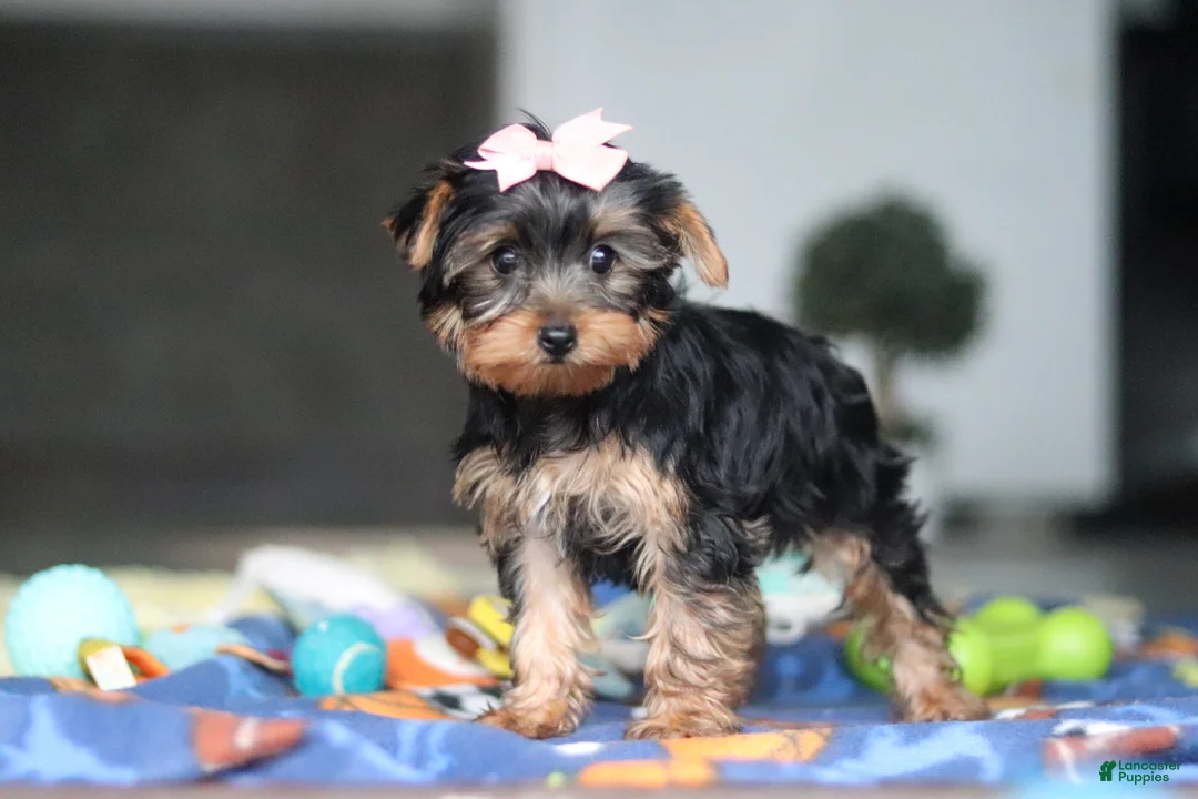 Yorkshire Terrier dogs for sale: Cali - Ad 2