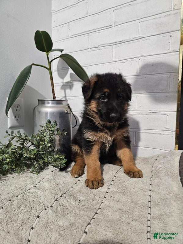 German Shepherd dogs Rocky - Ad 2