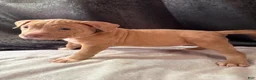 American Bully dogs for sale: American Bully Puppy 3 - Ad 4