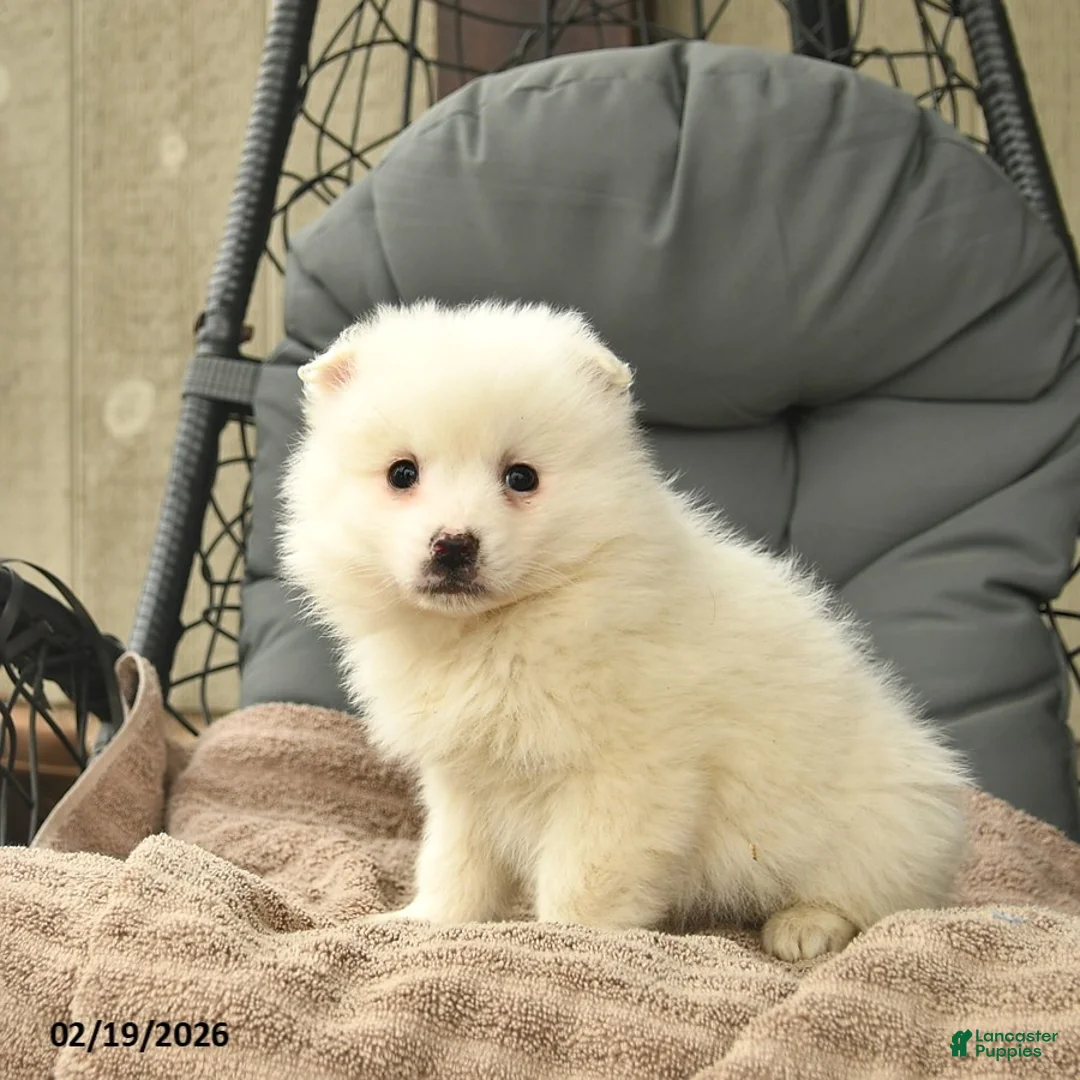 American Eskimo dogs for sale: Luke  - Ad 2
