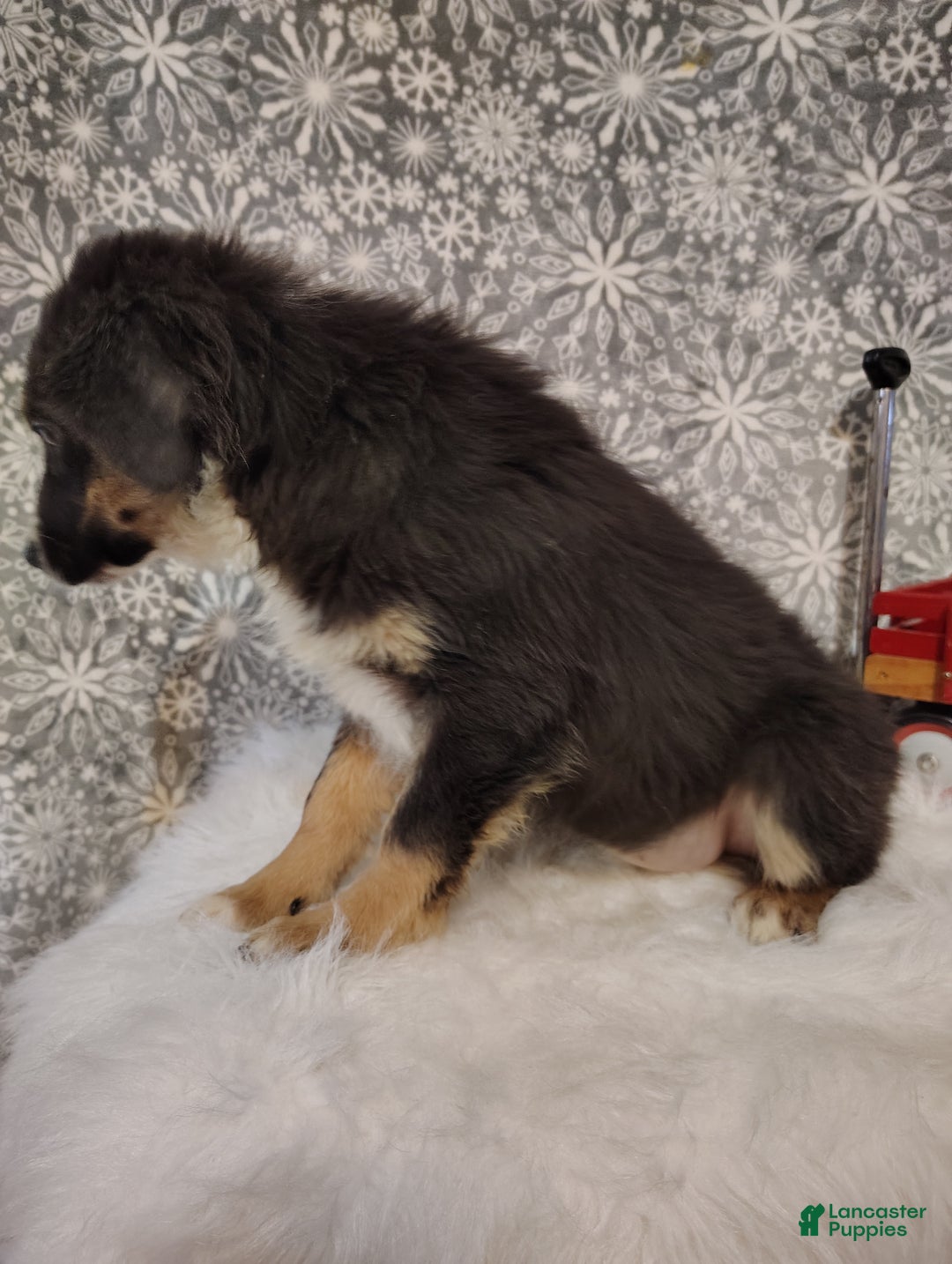 Australian Shepherd dogs for sale: Espresso - Ad 1
