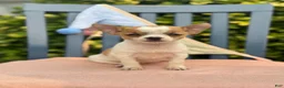 Chihuahua dogs for sale: Honey - Ad 5