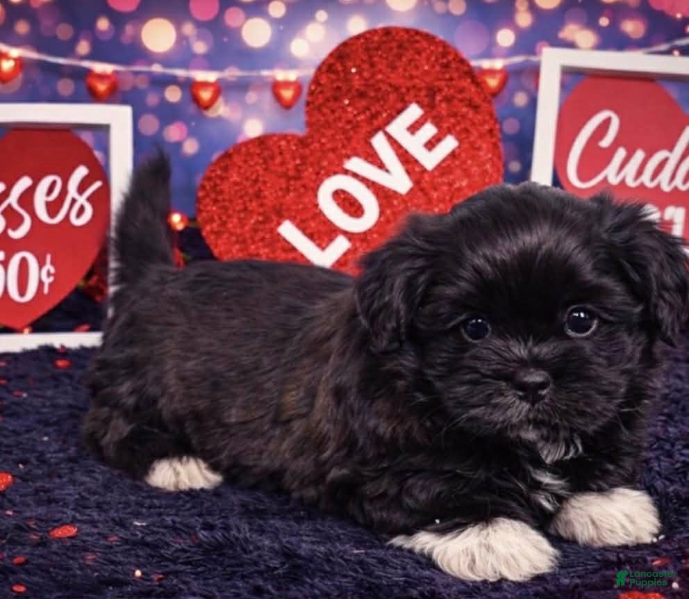 Shih Tzu dogs Cash - Ad 22