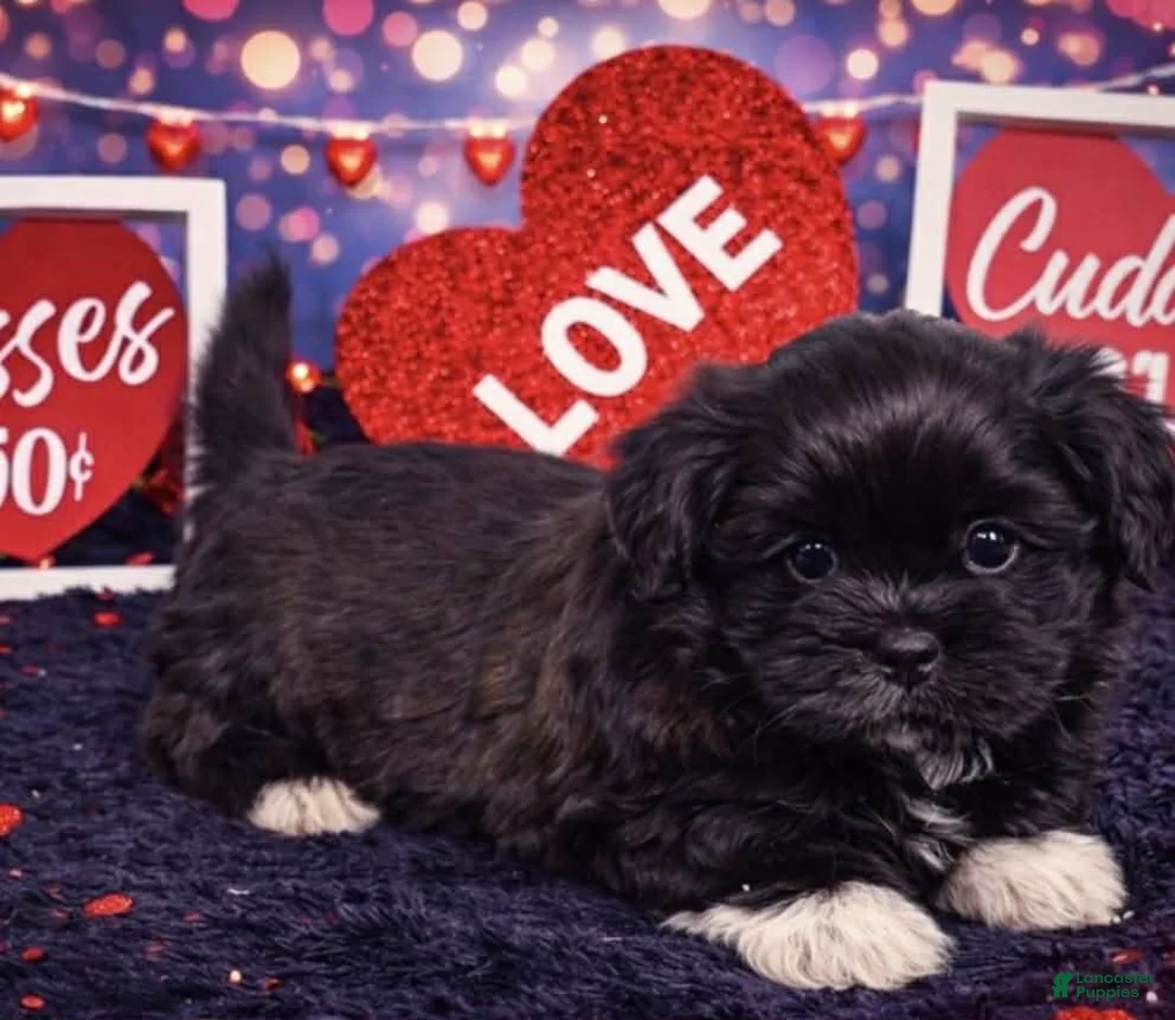 Shih Tzu dogs for sale: Cash - Ad 1