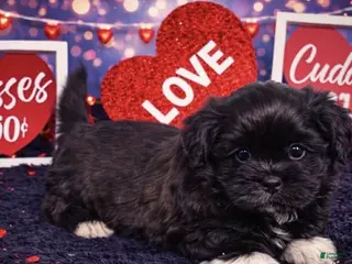 Shih Tzu dogs Cash - Ad 22