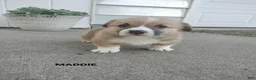 Welsh Corgi Pembroke dogs for sale: Maddie  - Ad 5