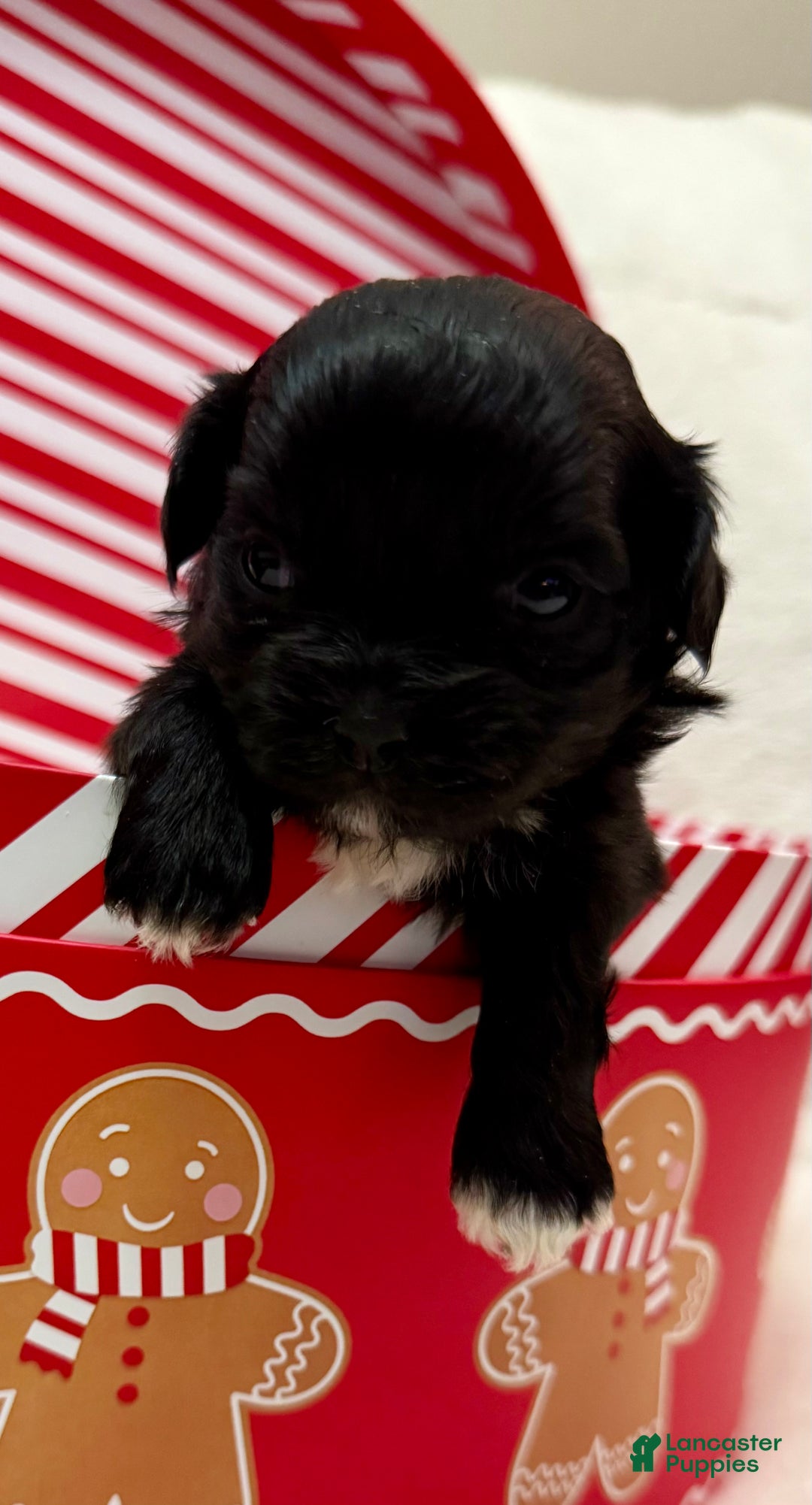 Shihpoo dogs for sale: Luna - Ad 10