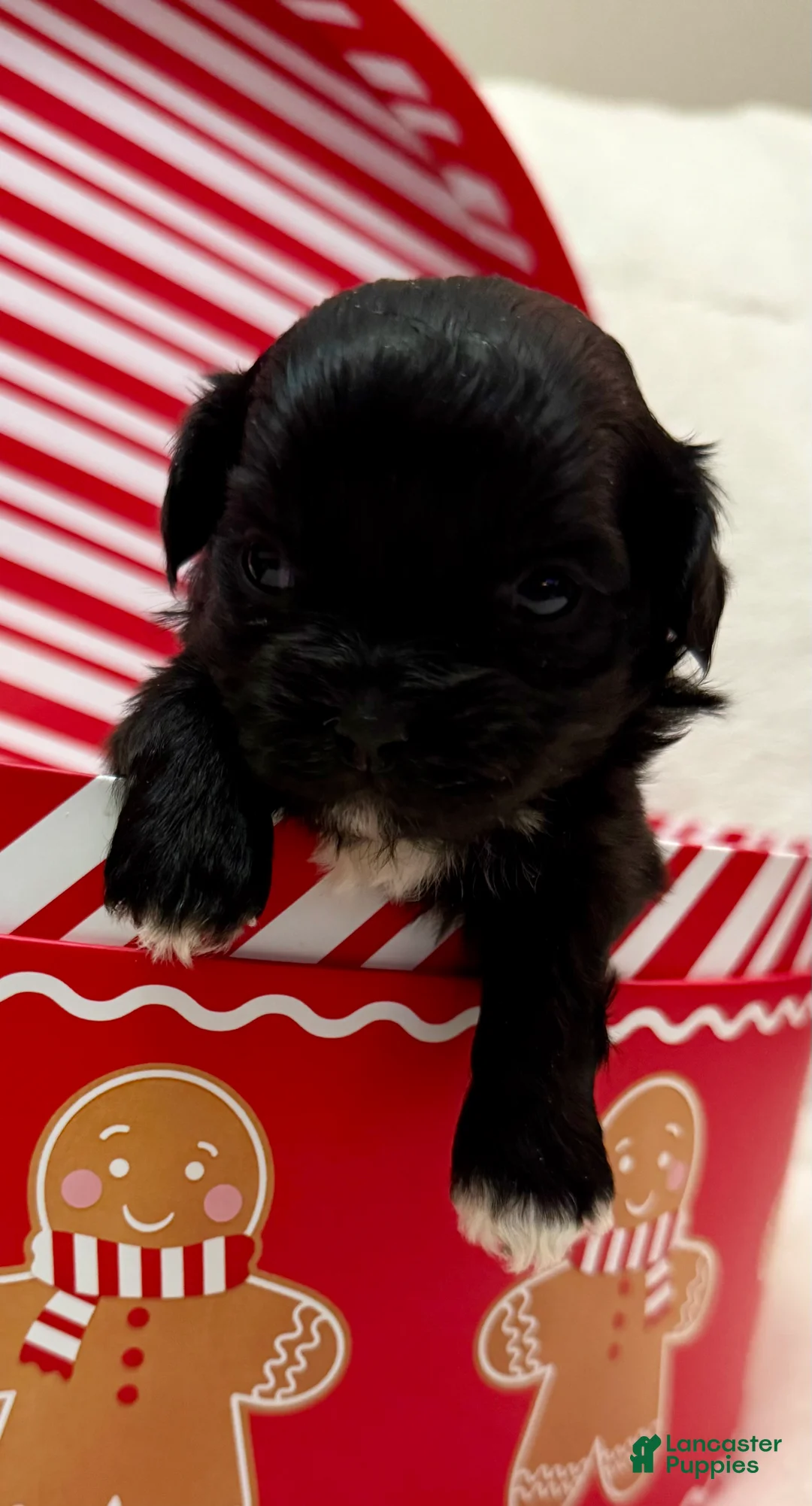 Shihpoo dogs for sale: Luna - Ad 14