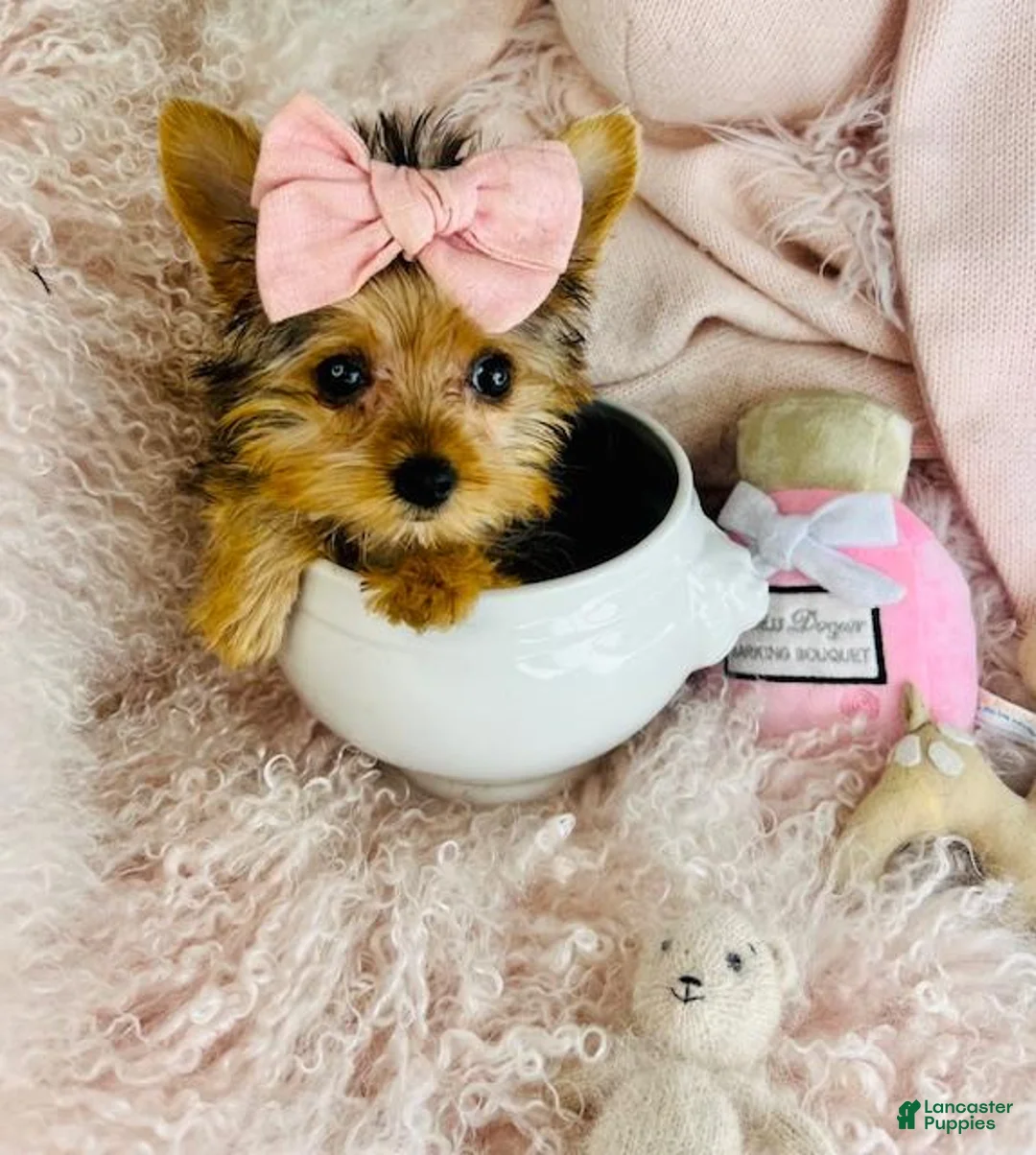 Yorkshire Terrier dogs for sale: Yorkshire Terrier Puppy 1 - Ad 5