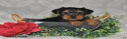 Yorkshire Terrier dogs for sale: Brinlee - Ad 4