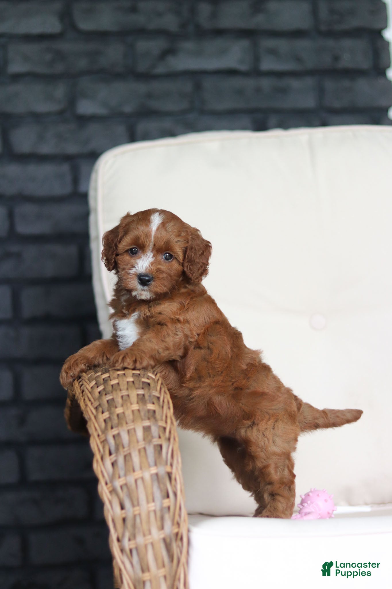 Cavapoo dogs Autumn - Ad 1