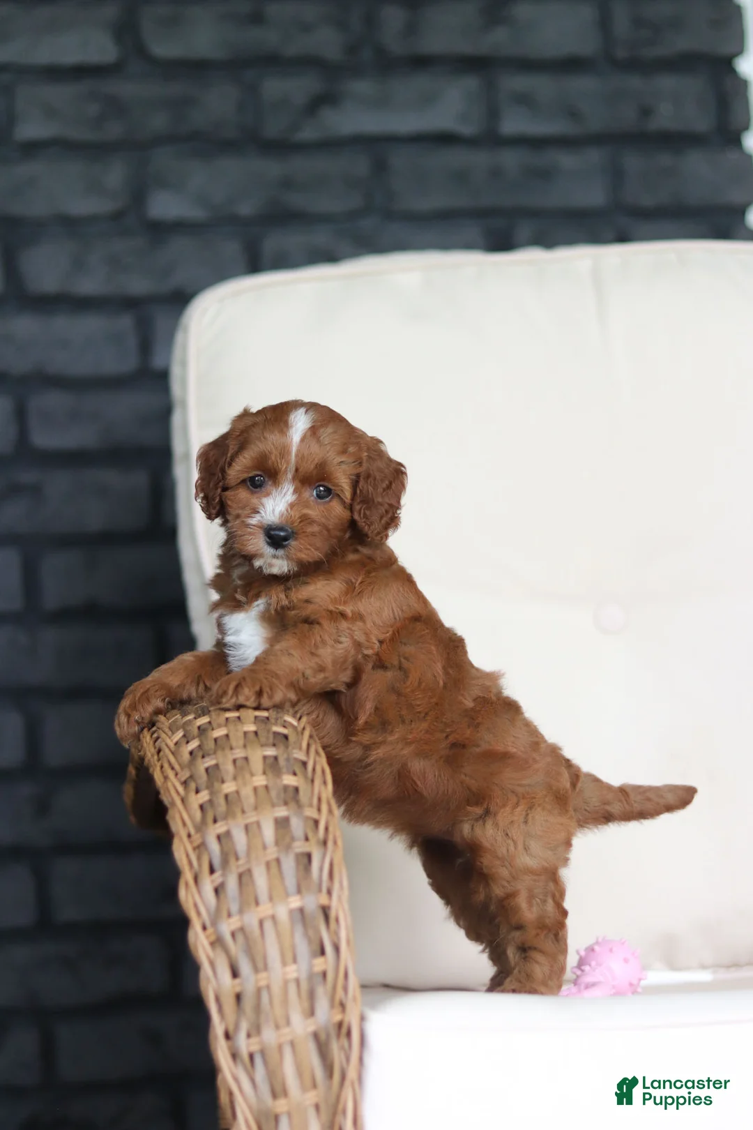 Cavapoo dogs for sale: Autumn - Ad 1