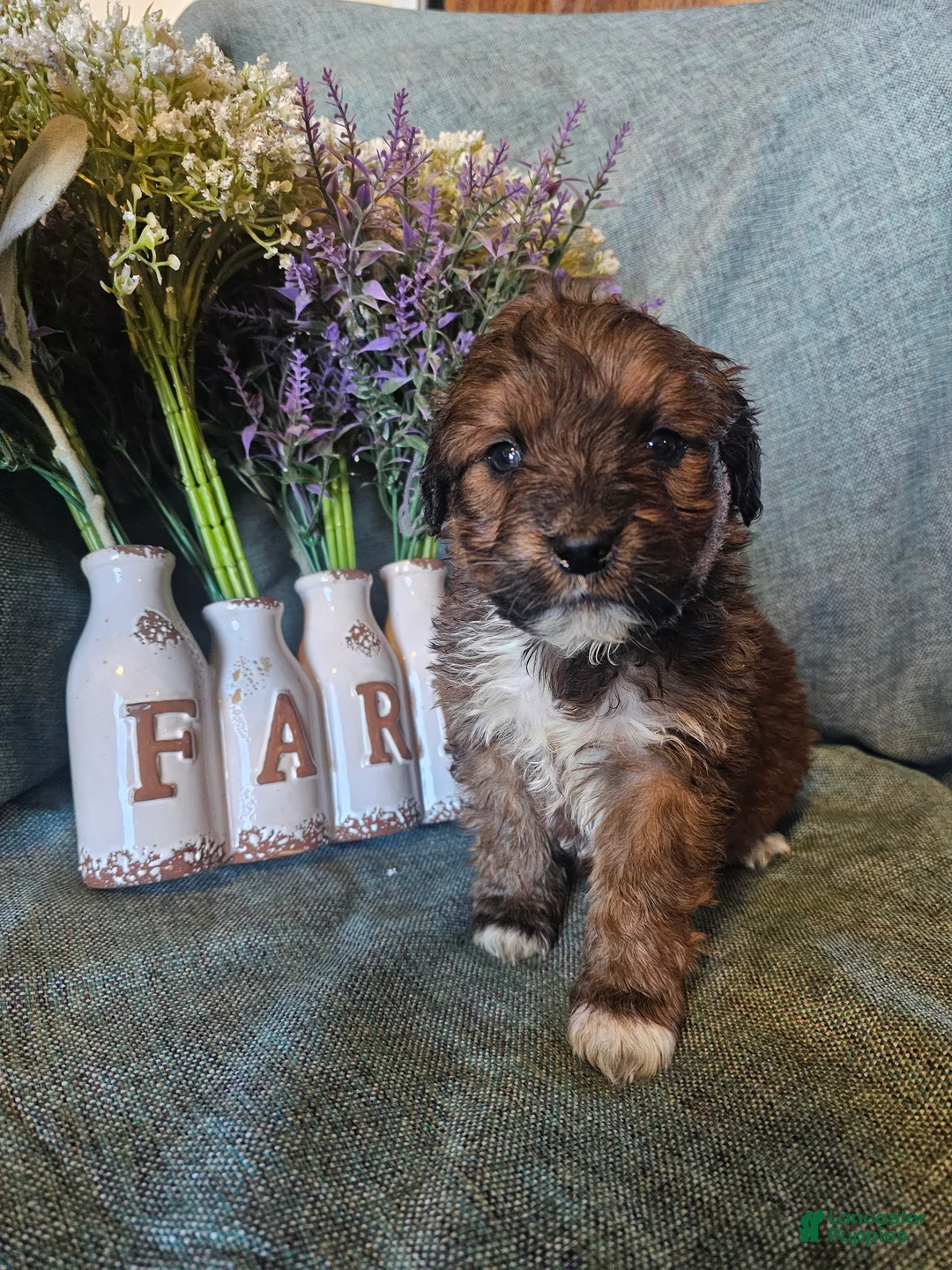 Mixed Breed dogs for sale: Jasmine. - Ad 7