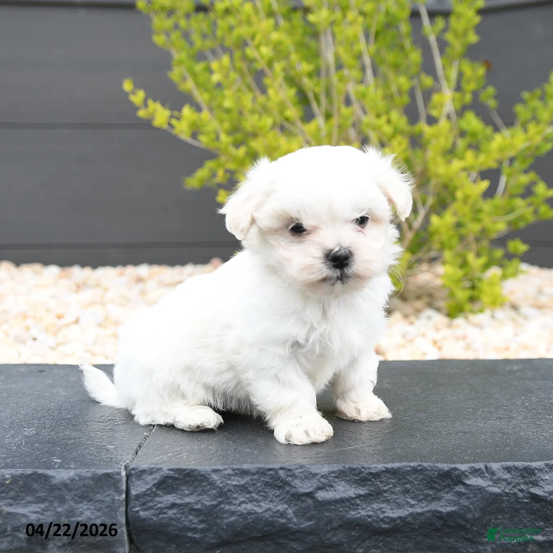 Mixed Breed dogs for sale: Cotton - Ad 2