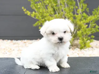 Mixed Breed dogs for sale: Cotton - Ad 3
