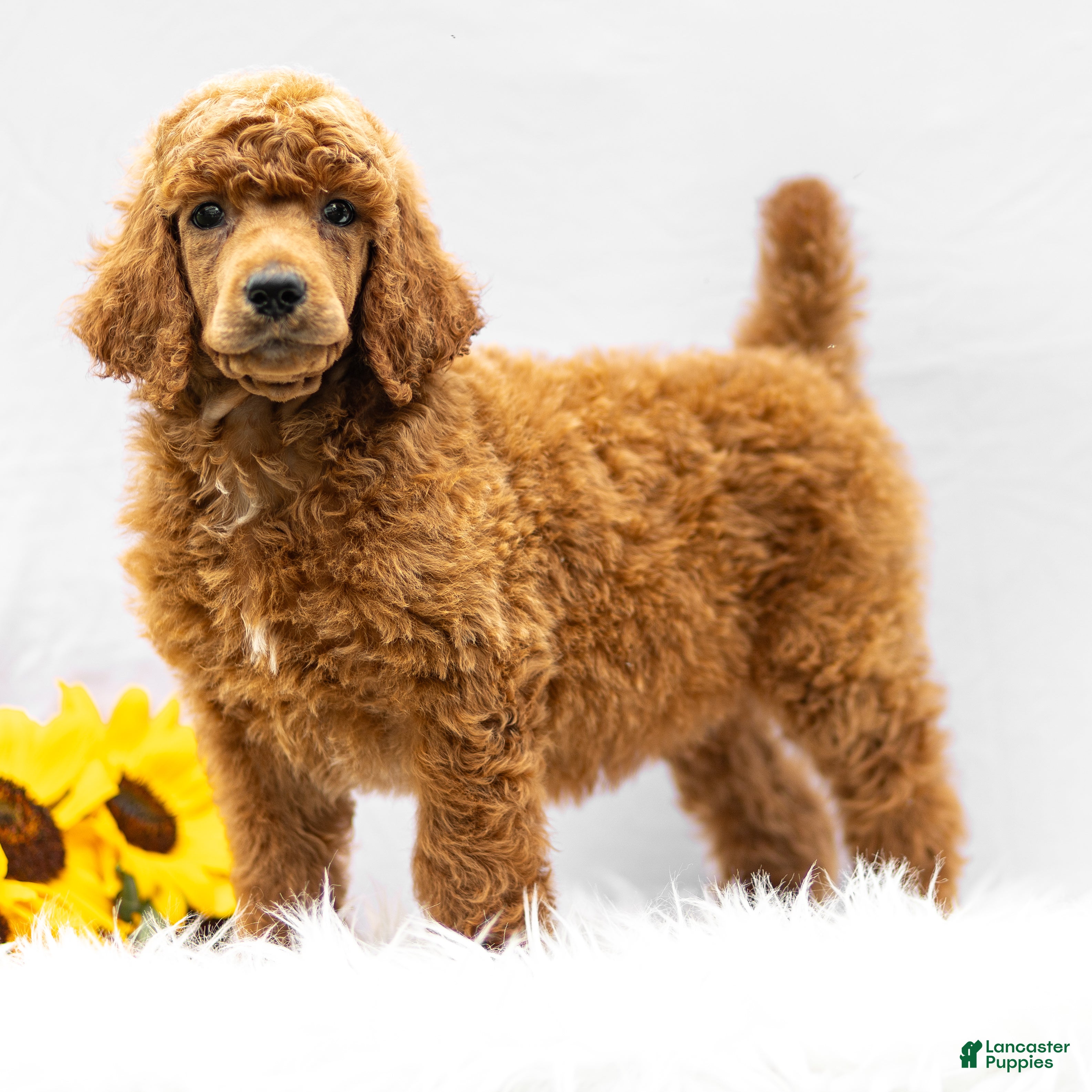 Standard Poodle dogs Michael  - Ad 1
