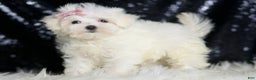 Maltese dogs for sale: Claudia - Ad 5
