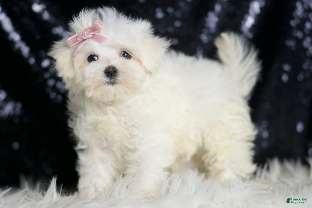 Maltese dogs for sale: Claudia - Ad 5