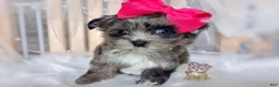Morkie dogs for sale: Te Fiti - Ad 6