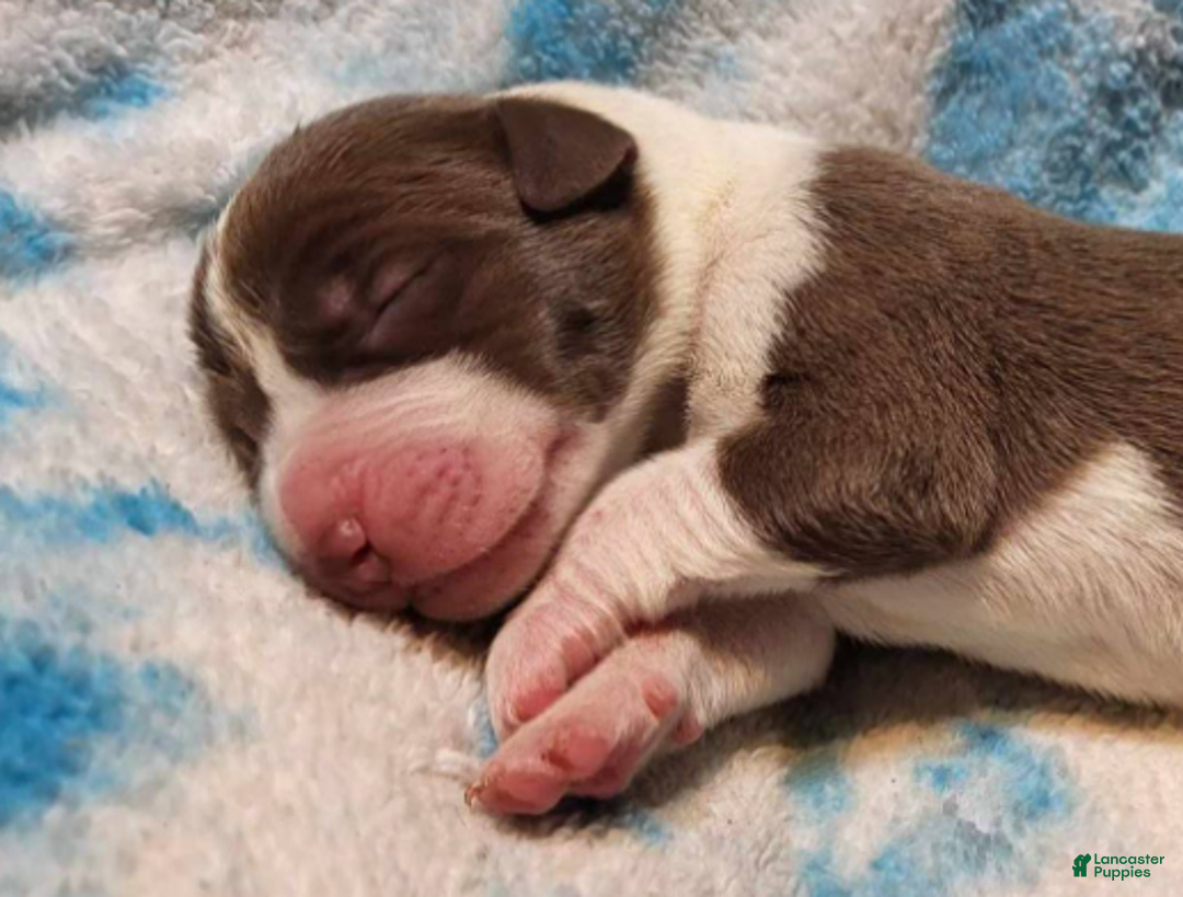 Great Dane dogs for sale: Cannoli - Ad 4