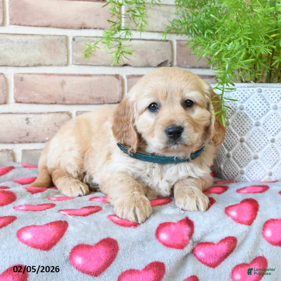 Miniature Golden Retriever dogs for sale: Arrow - Ad 2