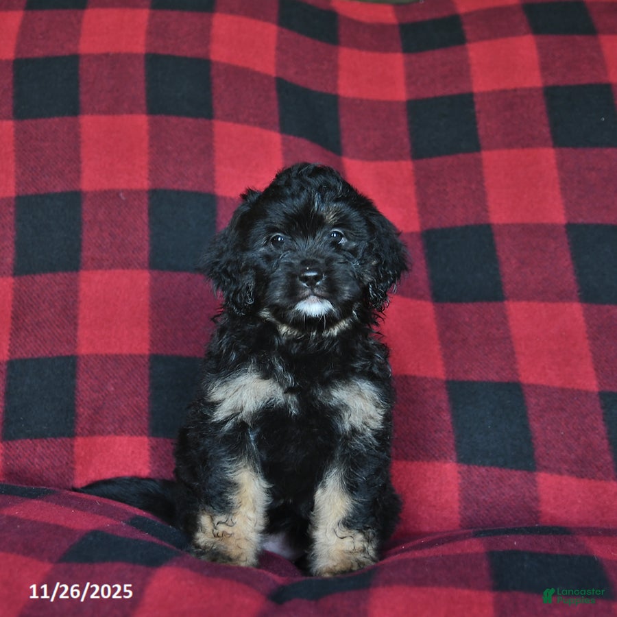 Mini Bernedoodle dogs Holly  - Ad 1