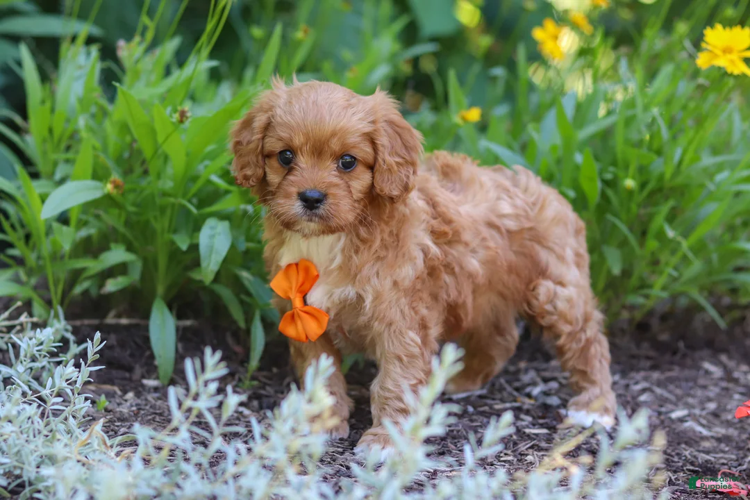 Cavapoo dogs for sale: Brett - Ad 2