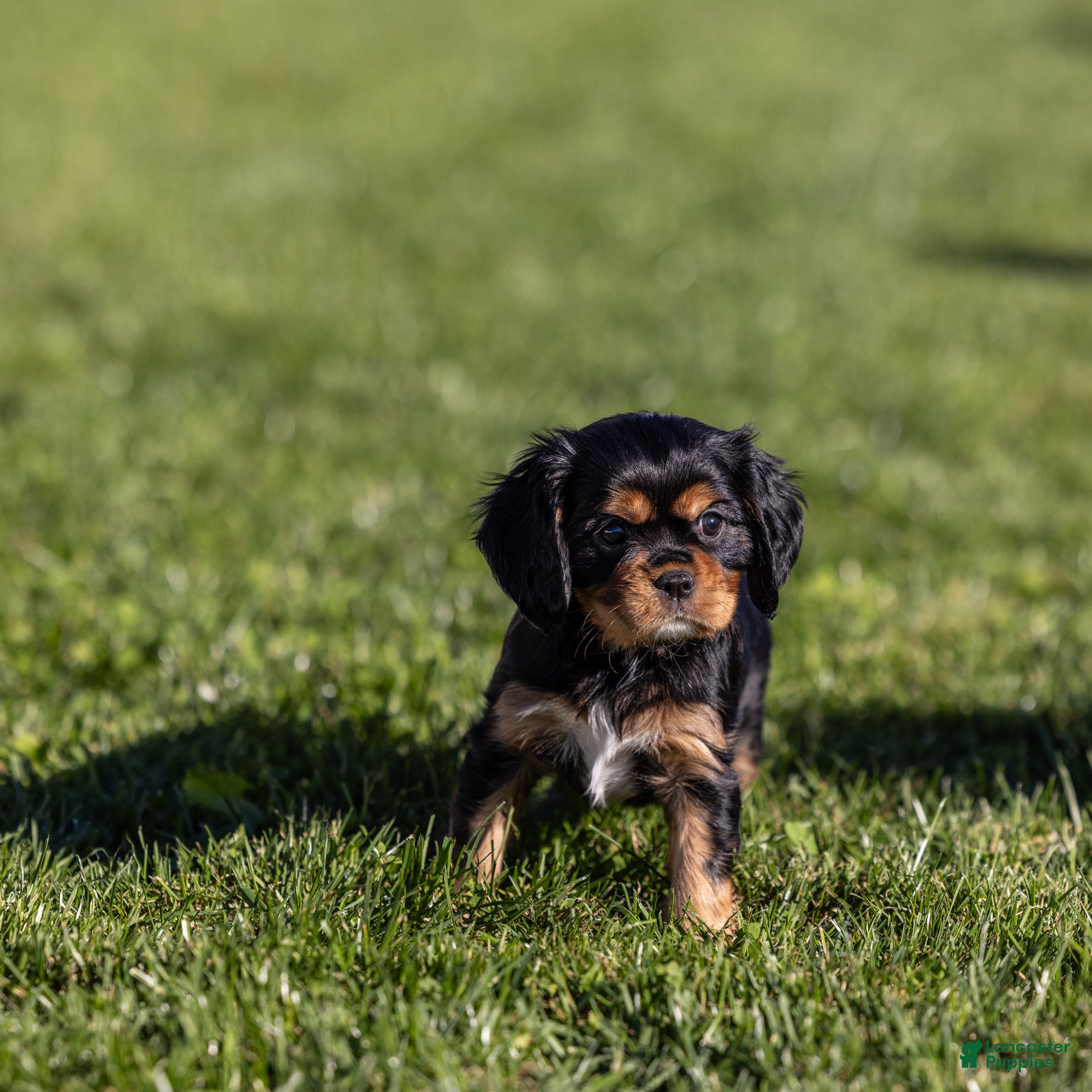 Cavalier King Charles Spaniel dogs Selah - Ad 1