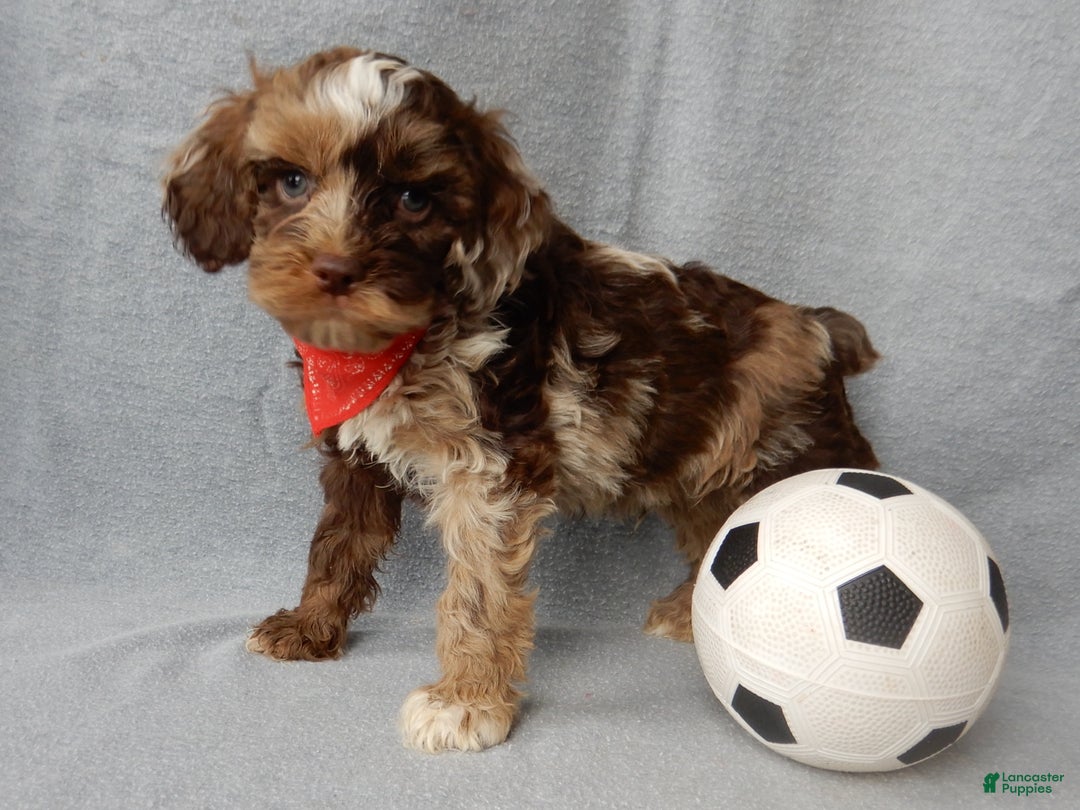 Cockapoo dogs for sale: Royal - Ad 1