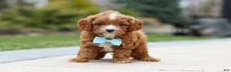 Cavapoo dogs for sale: Buddy - Ad 4